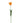 Tulip Flower Orange Parrot Tulip With Leaves - PTMD