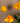 Tulip Flower Orange Parrot Tulip With Leaves - PTMD