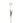 Tulip Flower Pink Parrot Tulip With Leaves - PTMD