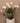 Tulip Flower Pink Parrot Tulip With Leaves - PTMD