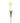 Tulip Flower Yellow Parrot Tulip With Leaves - PTMD