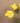 Tulip Flower Yellow Parrot Tulip With Leaves - PTMD