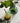 Het Ananasglas – Blauw – L | Bazar Bizar