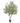 Kunstboom Olijfboom 250 cm