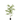 Moringa tree 150 cm